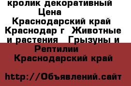 кролик декоративный › Цена ­ 700 - Краснодарский край, Краснодар г. Животные и растения » Грызуны и Рептилии   . Краснодарский край